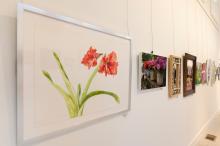 Amaryllis Flower by Marie-Louise Rouff.