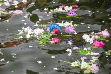 Flowers float away in Menemsha harbor.