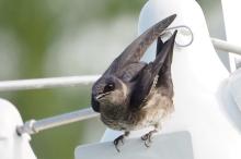 Purple martin.