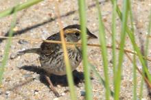 Saltmarsh sparrow.