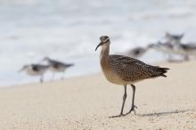 Whimbrel.
