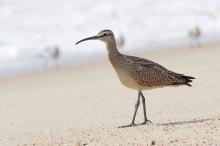Whimbrel.