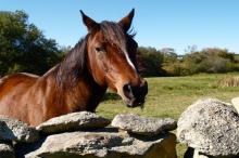 The Vineyard Gazette Martha S Vineyard News October In Chilmark
