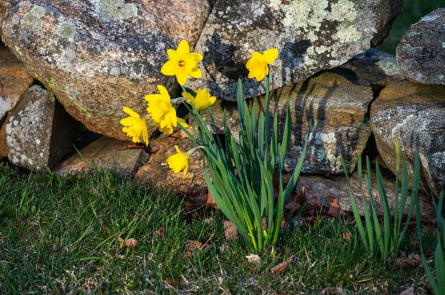 Daffodils in Chilmark.