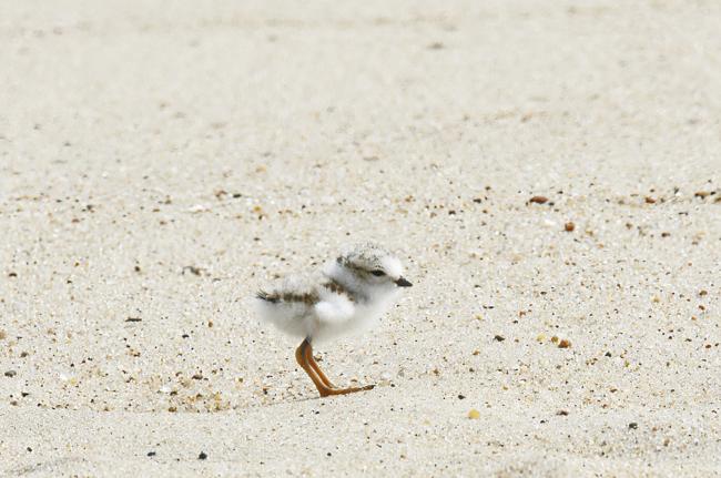 Piping plovers.