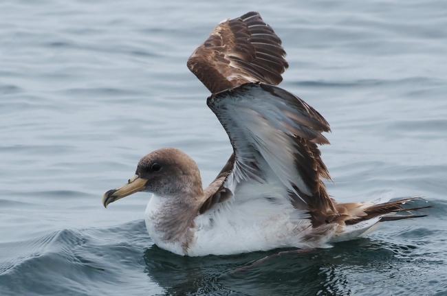 Cory's shearwater.