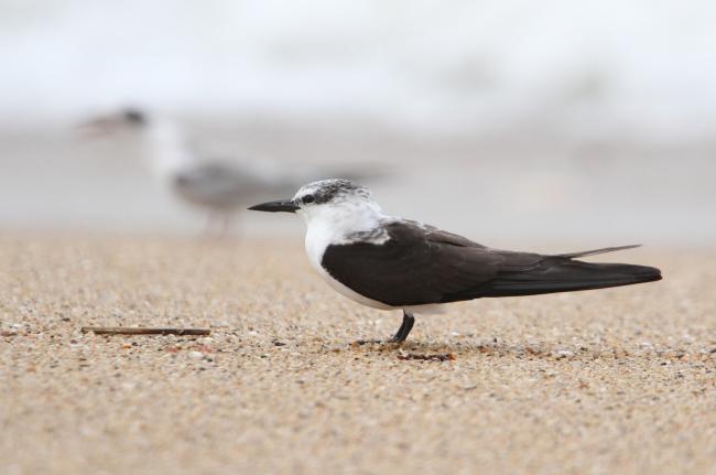 Bridled tern.