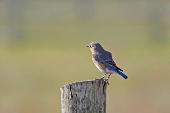 Eastern bluebird.