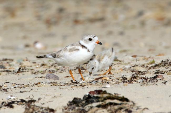 Piping plovers.