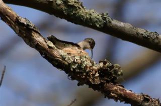 hummingbird