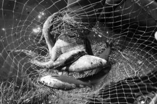 herring