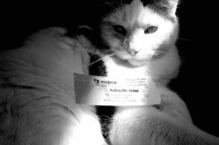 kitty at the MSPCA