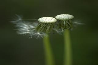 dandelions