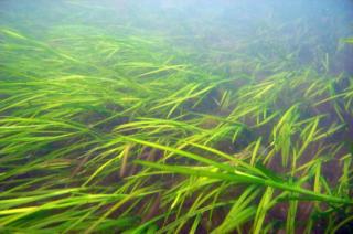 eelgrass