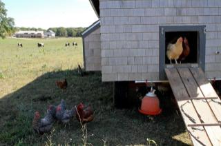farm