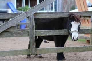 Little Leona s Pets and Supplies The Vineyard Gazette Martha s