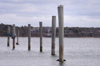 gull, Edgartown harbor, Martha's Vineyard