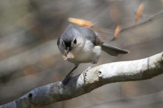 Tufted titmouse on a branch.