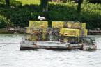 Lobster traps raft seagull