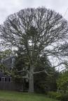 black oak