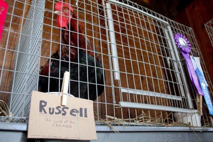 Russell chicken cage poultry