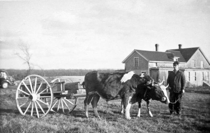 Horace Athearn, circa the lean years of 1943-1944, when the fair was suspended due to the war. BW farmer house field cattle cart
