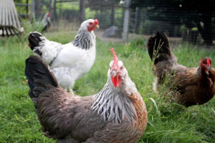 Chickens