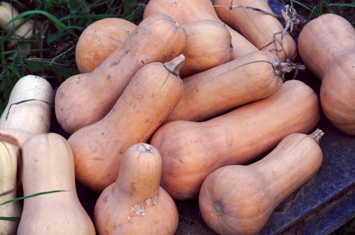 Tasty soups and sweet oven-roasted "ribbons" made from butternut squash delighted Island school children in taste tests.