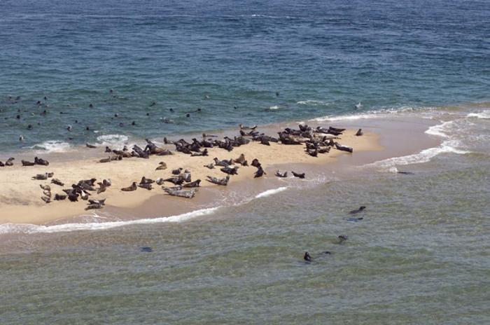 State ran 74-year bounty program; by early 1960s seals were virtually absent from shorelines.