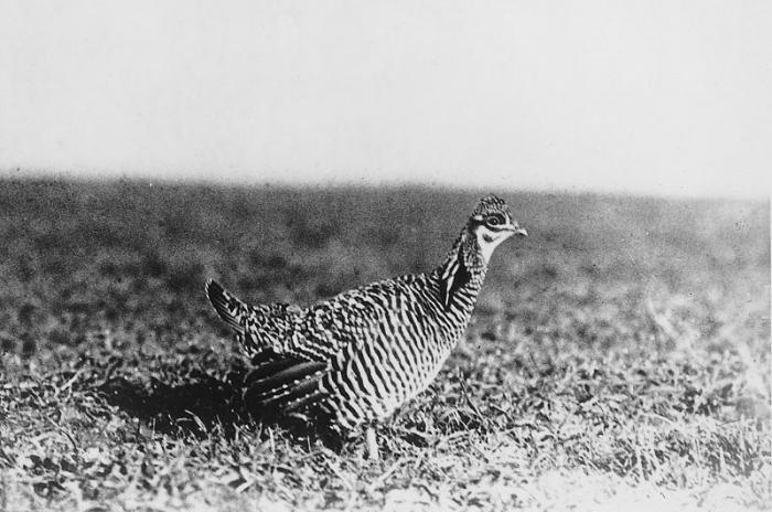 The goal is to have a viable population of the birds that can flock, socialize and reproduce.