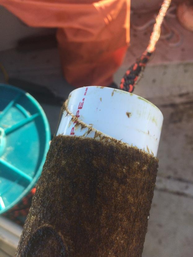 Lines of kelp are deployed at the Cottage City Oysters site off Oak Bluffs.