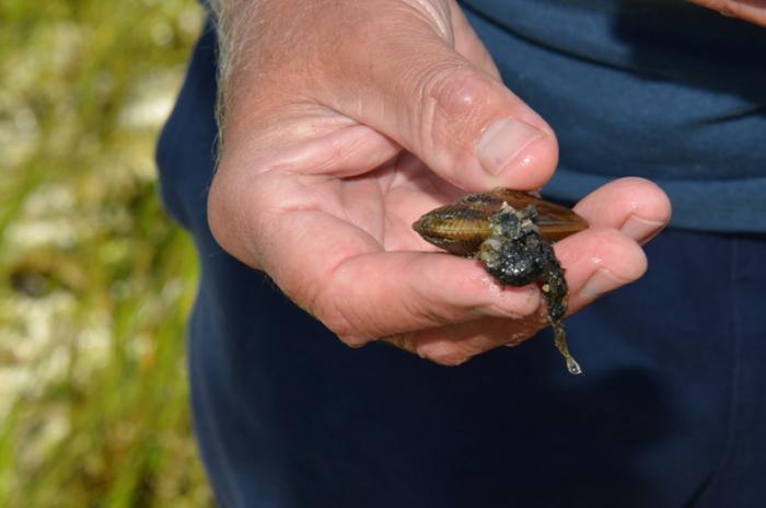 Salt marshes serve as nurseries for shellfish which help absorb nitrogen in the ponds.