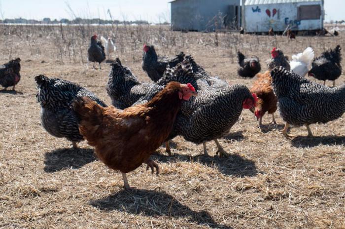 Farm Institute operates at Katama Farm, 186-acres of land leased from town of Edgartown.