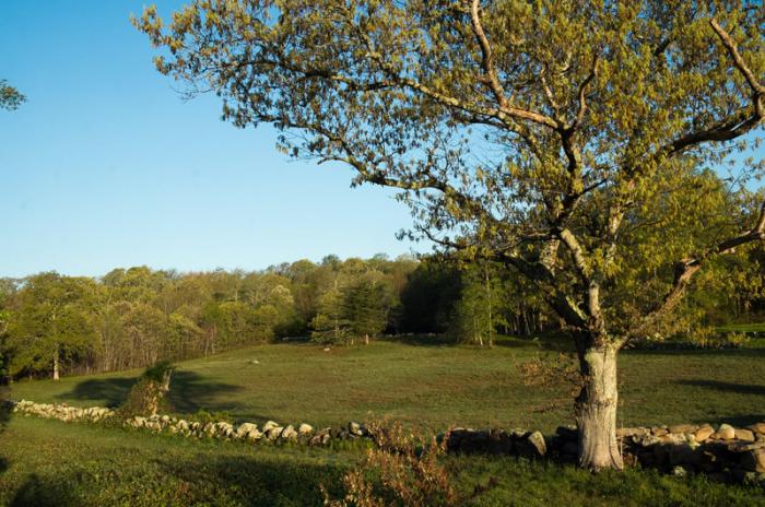 Wooded places are danger zones for deer ticks which carry Lyme disease, a debilitating bacterial illness.