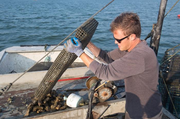 State biologist and Vibrio coordinator Chris Schillaci collects farmed oysters from Katama Bay Thursday morning.