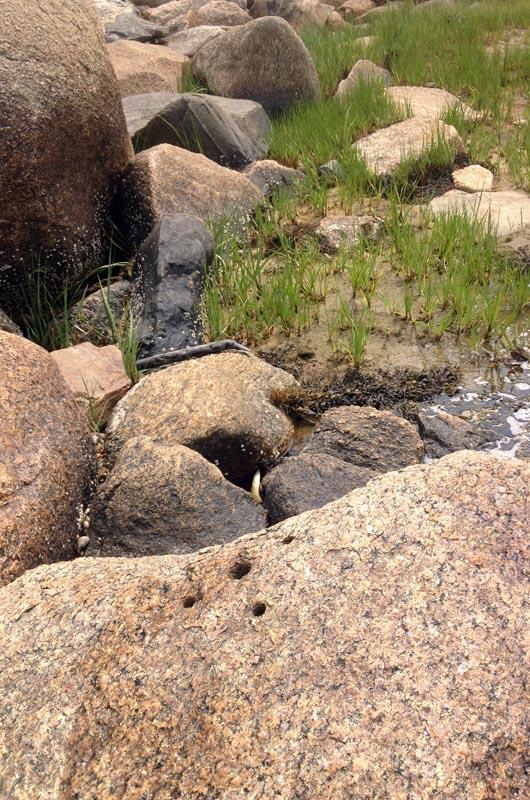 At Menemsha Pond, a small boulder with five drill holes marks the south end of the town line.