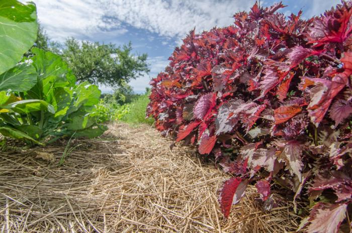 Shiso is a member of the mint family, and often used as garnish for sushi and sashimi.