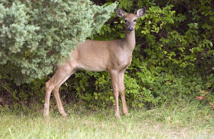 The Island also lacks coyotes and other predators to keep the deer population in check.