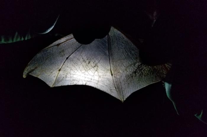 Luanne Johnson and Liz Baldwin of BiodiversityWorks tracked the bat by tagging it with a radio transmitter.