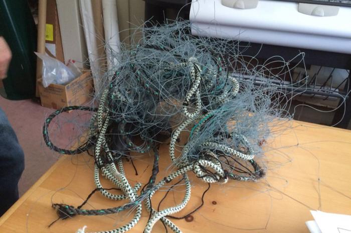 Fishing line did not appear to cut the animal's skin.