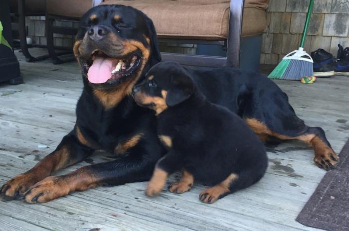 Moe with younger sister Radio Ranchs Maleficent, also known as Tasha. She is owned by Misty and Michael Araujo.