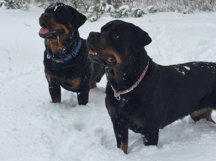 When not winning awards, Moe (left) enjoys time on the Vineyard with friend Tullulah.