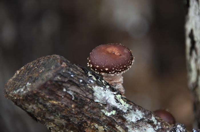 The Vineyard's humidity and abundance of White Oaks makes it a perfect mushroom habitat.