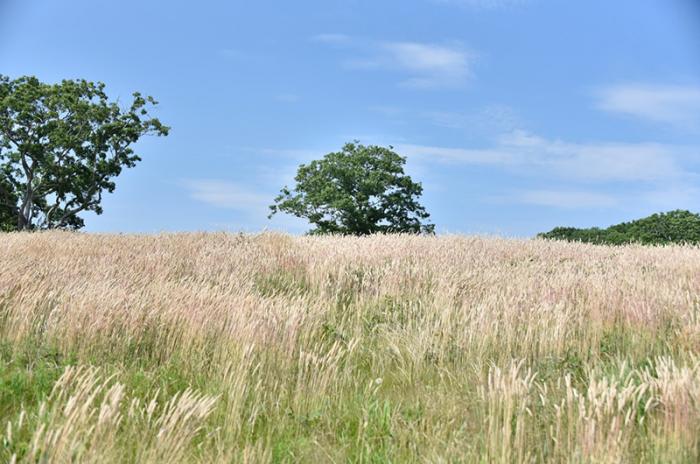 Chappaquiddick is well known for its prime tick habitat. Lone star ticks were first found on this rural island.
