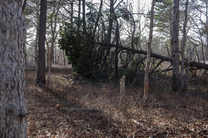 Island environmental leaders stressed that there are benefits to big, older trees coming down, such as allowing light to reach the forest floor.