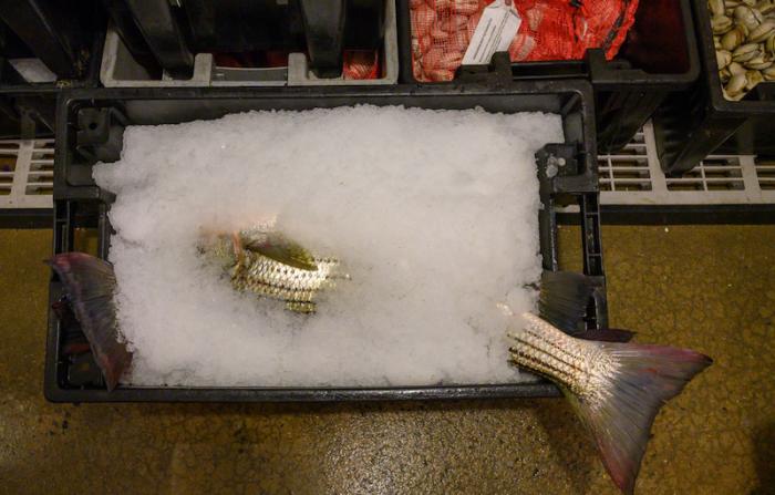 Fishermen and regulators are closely watching this year to see if the striped bass quota is reached.