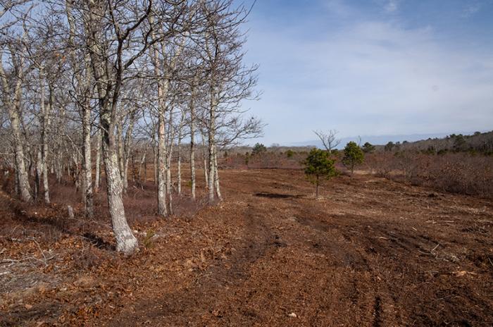 Two recent state grants were awarded to The Trustees of Reservations to restore sandplain grasslands and preserve rare habitats on the Vineyard.