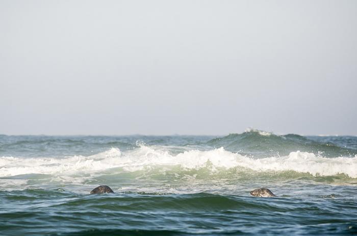 Beginning in the late 19th century, Massachusetts and Maine put a bounty on seals, ranging from $1 to $5 per snout.
