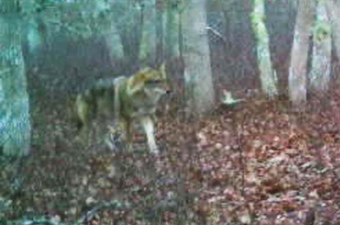 Sighting does not confirm that two coyotes are now living on the Island, although that remains a possibility.
