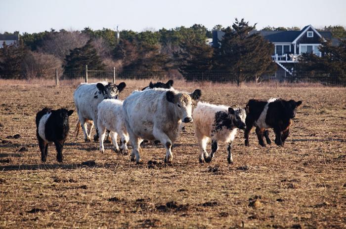 Trustees have reduced the number of livestock at the farm this year, raising concerns about whether they plan to continue active agriculture.
